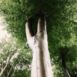 Deciduous trees in the forest, beeches Deciduous trees in the forest, beeches