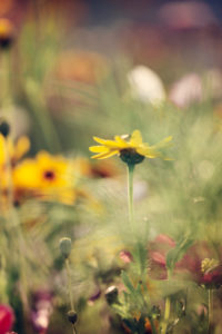 Sun hat in flower meadow, rudbeckia, close-up Sun hat in flower meadow, rudbeckia, close-up