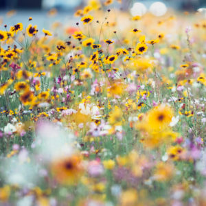 Sonnenhut in Blumenwiese, Rudbeckia, close-up Sonnenhut in Blumenwiese, Rudbeckia, close-up