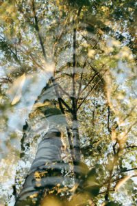 Birch in the sunset, alienated