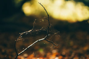 Autumn mood in the forest in the sunset, close-up