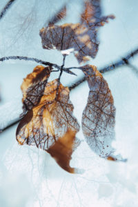 autumnal leaves, close-up, alienation, nature art