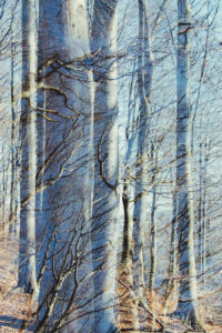 Deciduous trees in the forest, alienation, nature art Deciduous trees in the forest, alienation, nature art