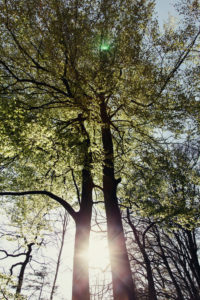 Laubbäume im Wald im Herbst Laubbäume im Wald im Herbst