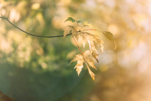 fan maple in autumn, close-up, Acer japonicum