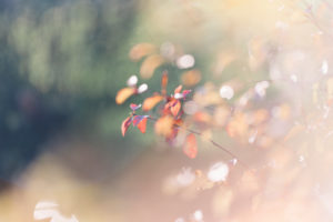 Autumn leaves, close-up