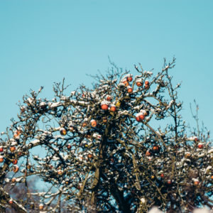 Snowy apple tree with ripe fruits, close-up Snowy apple tree with ripe fruits, close-up