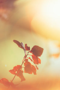 Autumn leaves in the backlight, close-up, alienated
