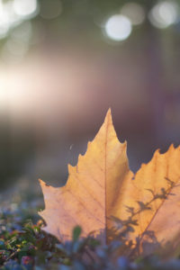Autumn leaves, maple leaf, acer, close-up