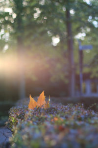 Autumn leaves, maple leaf, acer, close-up