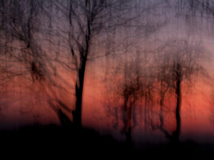 Forest at sunset, alienated, nature art Forest at sunset, alienated, nature art