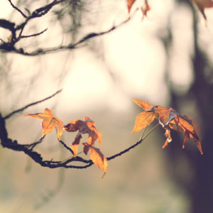 Autumn leaves, close-up
