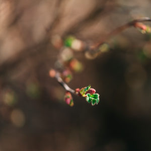 Pflanzendetail, Blütenknospen am Baum, Nahaufnahme Pflanzendetail, Blütenknospen am Baum, Nahaufnahme