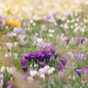 Crocuses in flower meadow, crocus, alienation Crocuses in flower meadow, crocus, alienation