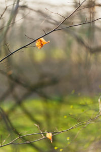 Autumn leaves in the forest