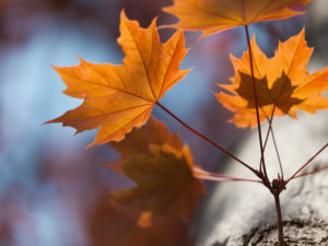 Plant detail, maple leaves in autumn