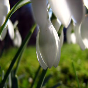 Plant details, snowdrops in meadow, Galanthus Plant details, snowdrops in meadow, Galanthus