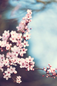 Nature details, fruit tree blossom, blood plum, Prunus cerasifera Nature details, fruit tree blossom, blood plum, Prunus cerasifera