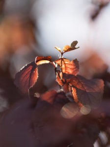 Autumn leaves, close-up
