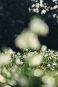 Spring snowflakes flowers in meadow, close-up, Leucojum vernum Spring snowflakes flowers in meadow, close-up, Leucojum vernum