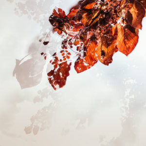 Autumn leaves, alienation