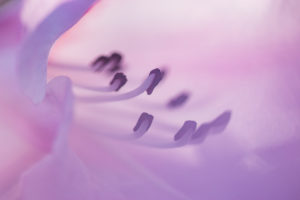 Nahaufnahme einer Rhododendron Blüte Nahaufnahme einer Rhododendron Blüte