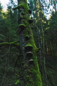 Wald, Bäume, Moos, Silberbachtal in Horn-Bad Meinberg, NRW. Wald, Bäume, Moos, Silberbachtal in Horn-Bad Meinberg, NRW.