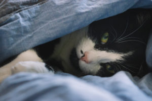 Bed, cat, covered Bed, cat, covered