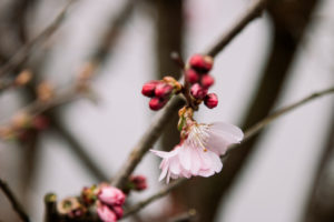 Spring cherry Spring cherry