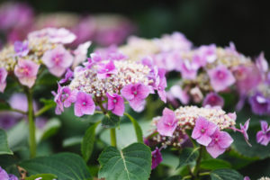 Hydrangeas Hydrangeas