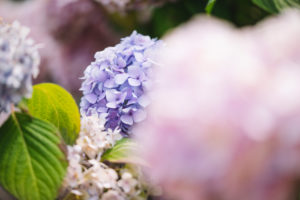 Hydrangeas Hydrangeas