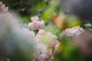 Hydrangeas Hydrangeas