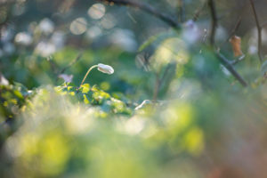 Forest floor, wood anemone Forest floor, wood anemone