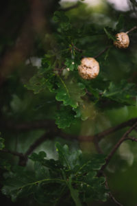 Eiche, Detail, Eigenwallwespe, Nest, Eiche, Detail, Eigenwallwespe, Nest,