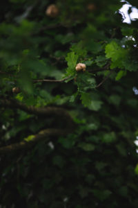 Oak, detail, own wasp, nest, Oak, detail, own wasp, nest,