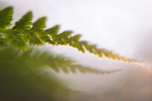 Fern, detail, leaf, blur Fern, detail, leaf, blur