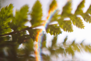 Fern, detail, leaf, blur Fern, detail, leaf, blur