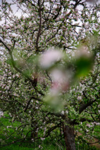 Apple tree, blossom, detail Apple tree, blossom, detail