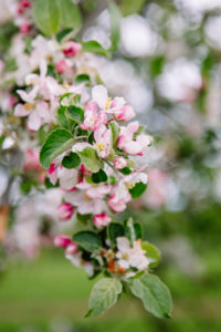 Apple tree, blossom, detail Apple tree, blossom, detail