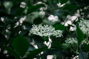 Elderberry, detail, leaves, flowers Elderberry, detail, leaves, flowers