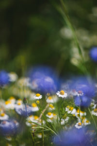 Cornflowers and chamomile on the edge of a barley field Cornflowers and chamomile on the edge of a barley field