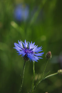 Cornflowers and chamomile on the edge of a barley field Cornflowers and chamomile on the edge of a barley field
