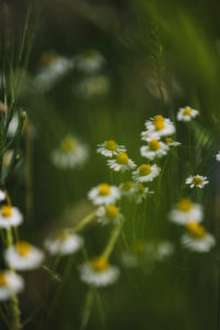 Cornflowers and chamomile on the edge of a barley field Cornflowers and chamomile on the edge of a barley field