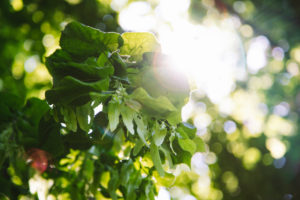 Lindenblätter mit Lindenblüten Lindenblätter mit Lindenblüten