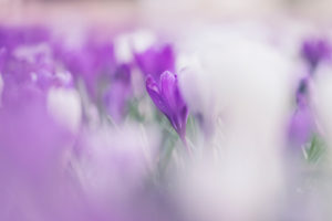 Meadow, crocuses Meadow, crocuses