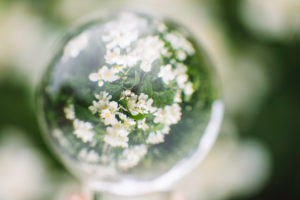 Branch, leaves, flowers, detail, ball Branch, leaves, flowers, detail, ball