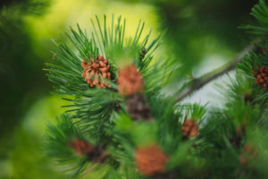 Conifer, detail Conifer, detail