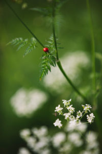 Plant, detail, red dot Plant, detail, red dot