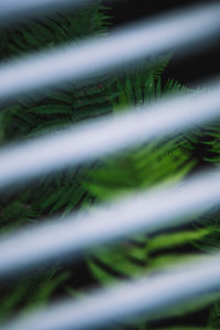 Fern, detail, streaks, blur Fern, detail, streaks, blur