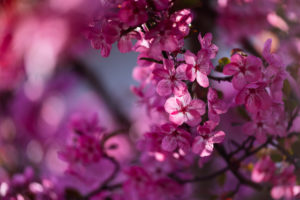 Flower, ornamental apple Flower, ornamental apple